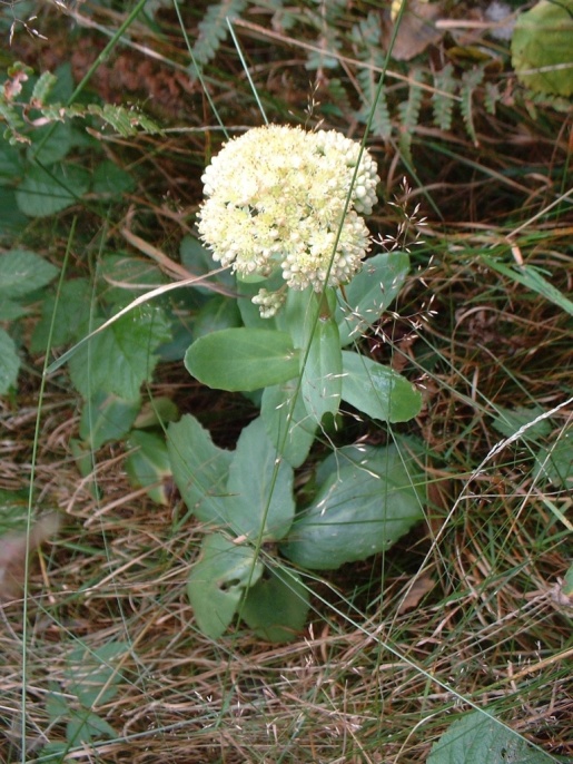 Hylotelephium maximum / Borracina massima